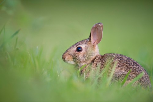 chinesische Astrologie: Hase