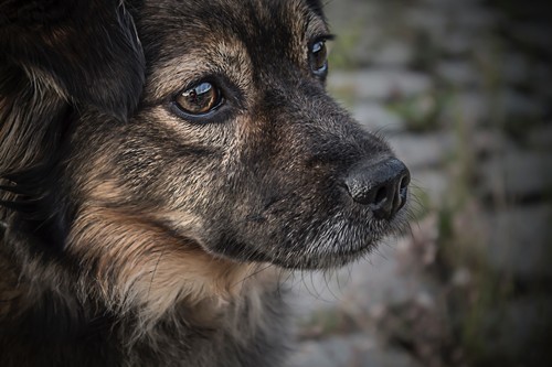 chinesische Astrologie: Hund