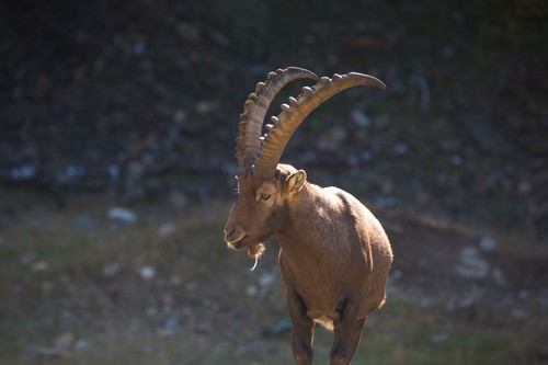 Astrologie: Erwachsene & Steinbock